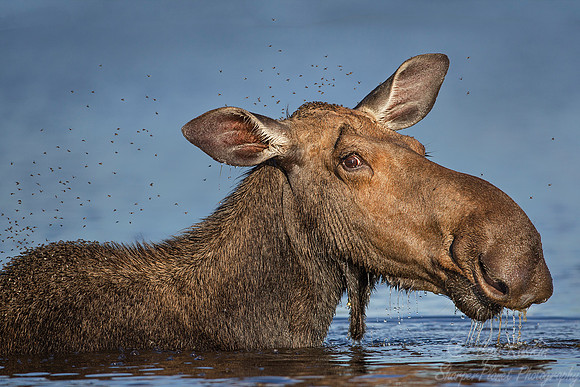 139 Moose (Alces alces) - Maine