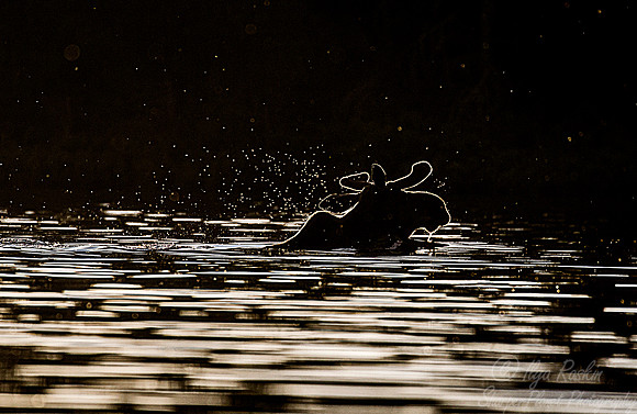184 Moose (Alces alces) - ME
