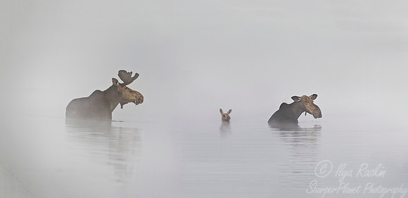 132 Moose (Alces alces) - Maine