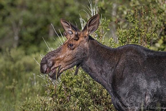 142 Moose (Alces alces) - Maine
