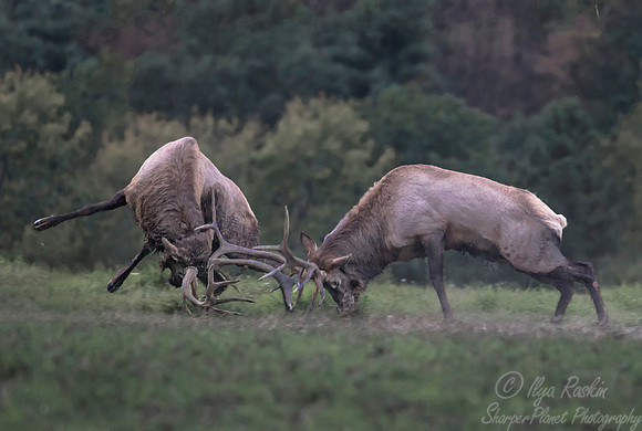 152 Elk (Cervus canadensis) - PA