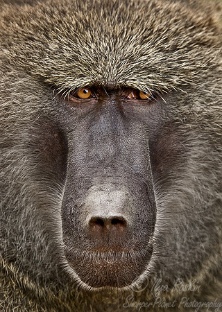 008_Olive Baboon_Tanzania