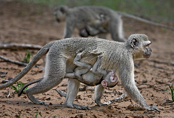 014_Vervet Monkeys_South Africa