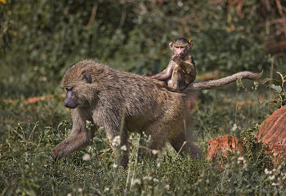 004_Olive Baboons (Papio anubis)_Nairobi National Park_Kenya