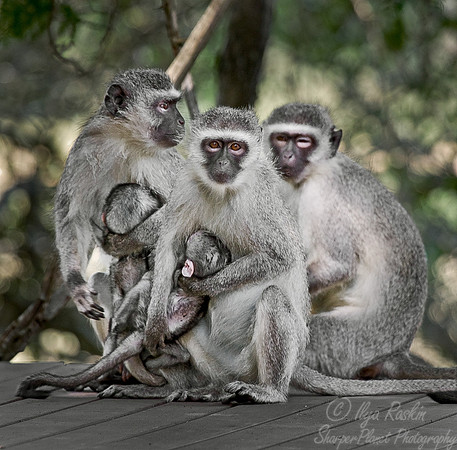 012_Vervet Monkeys_South Africa