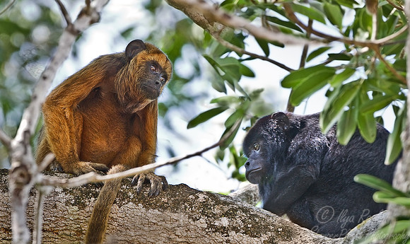 019_Howeler monkeys male and female_Pantanal_Brazil