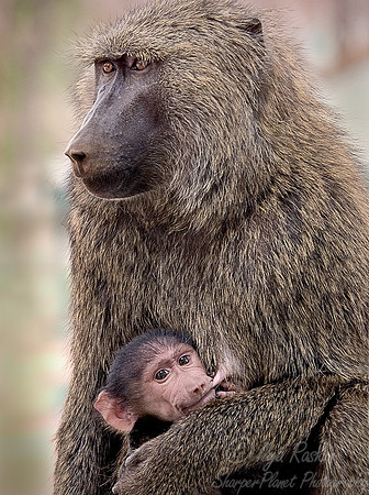 001_Baboon_Nigeria