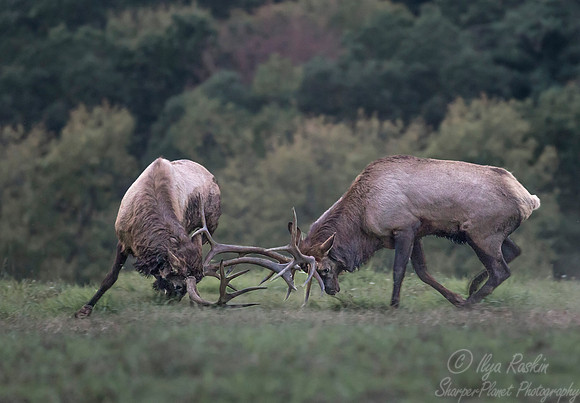 153 Elk (Cervus canadensis) - PA