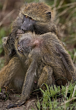 007_Olive Baboon_Tanzania