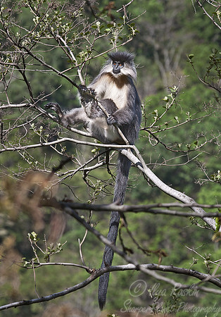 020_Capped Langur (Trachypithecus pileatus)_Eastern Bhutan