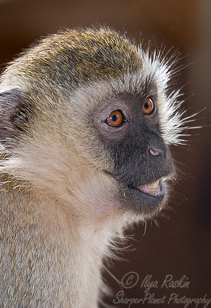 010_Vervet Monkey_Kenya