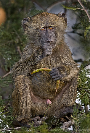 006_Olive Baboon_Tanzania