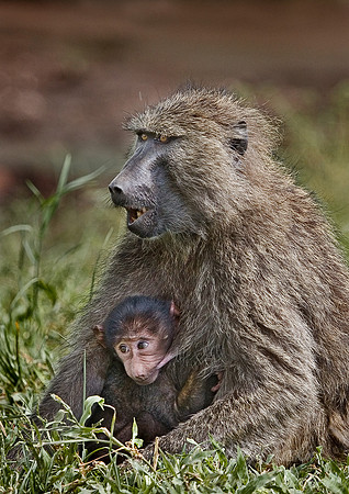 009_Olive Baboons_Tanzania