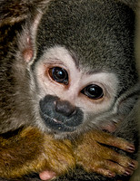 MAMMALS - PRIMATES
