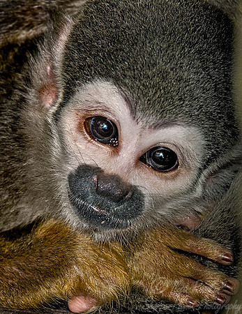 016_Squirrel Monkey_Ecuador