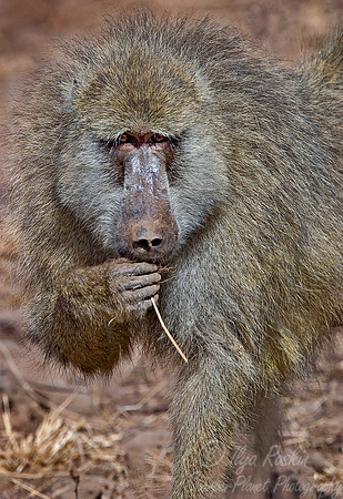 002_Baboon_Kenya