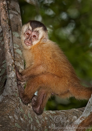 018_Brown capuchin_Pantanal_Brazil