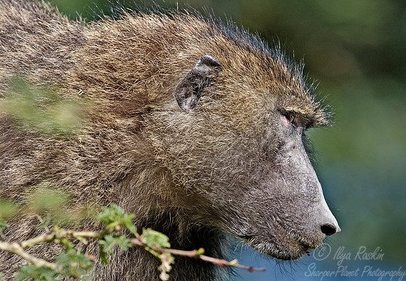 003_Baboon_Kenya
