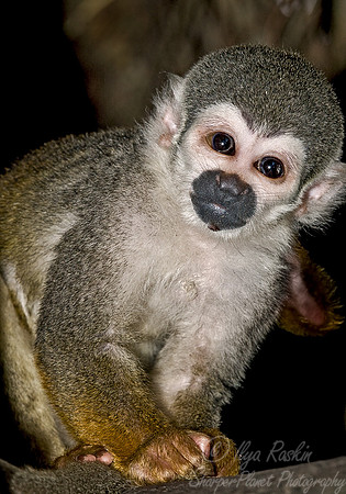 017_Squirrel Monkey_Ecuador