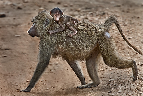 005_Olive Baboon_Tanzania