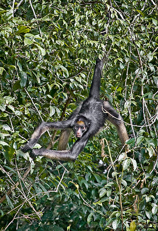 015_Spider Monkey_Ecuador
