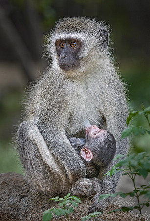 011_Vervet Monkey (Chlorocebus pygerythrus)_Madikwe_S Africa