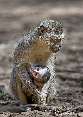 013_Vervet Monkeys_South Africa