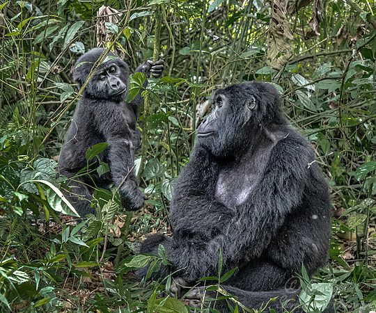 173 Mountain gorillas (Gorilla beringei beringei) - Bwindi Impenetrable NP Uganda