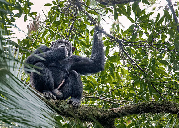 193 Chimpanzee male (Pan troglodytes) - Kibale Forest NP Uganda