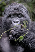 MAMMALS - PRIMATES GORILLAS CHIMPS & GIBBONS