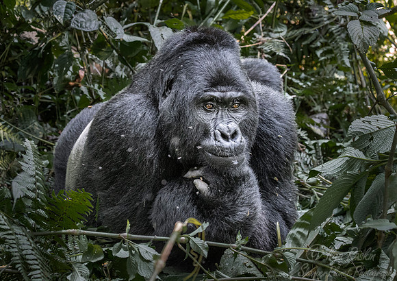 170 Mountain gorilla (Gorilla beringei beringei) - Bwindi Impenetrable NP Uganda