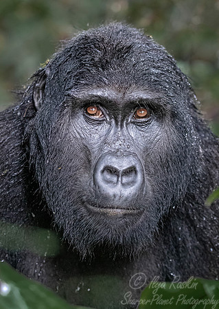 154 Mountain gorilla (Gorilla beringei beringei) - Bwindi Impenetrable NP Uganda