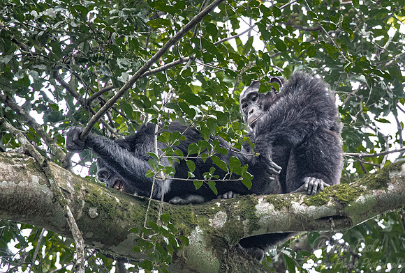 194 Chimpanzees mating (Pan troglodytes) - Kibale Forest NP Uganda