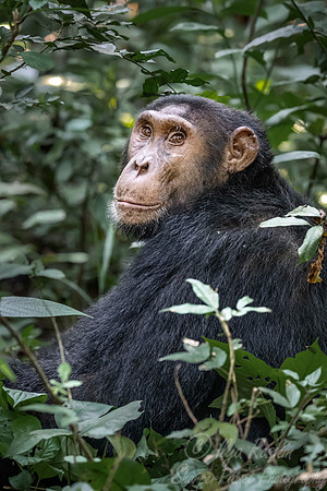 177 Chimpanzee (Pan troglodytes) - Kibale Forest NP Uganda