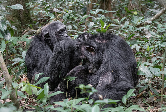 184 Chimpanzees (Pan troglodytes) - Kibale Forest NP Uganda