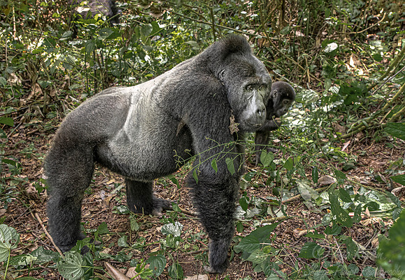 172 Mountain gorillas (Gorilla beringei beringei) - Bwindi Impenetrable NP Uganda