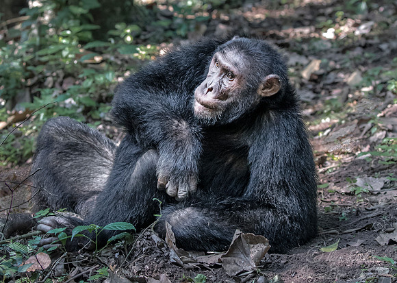 179 Chimpanzee (Pan troglodytes) - Kibale Forest NP Uganda