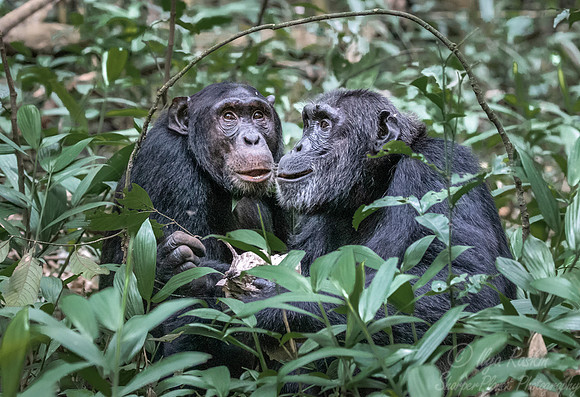 186 Chimpanzees (Pan troglodytes) - Kibale Forest NP Uganda