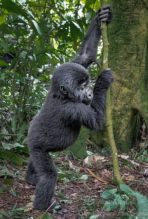 174 Mountain gorilla baby (Gorilla beringei beringei) - Bwindi Impenetrable NP Uganda