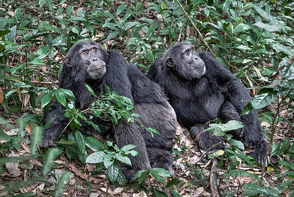 185 Chimpanzees (Pan troglodytes) - Kibale Forest NP Uganda