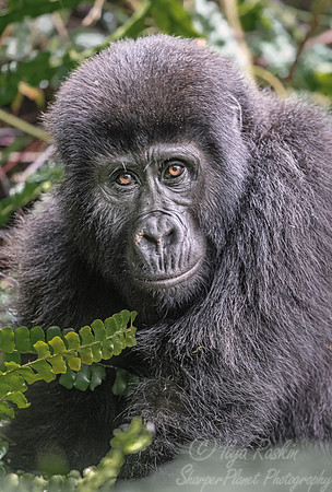 151 Mountain gorilla (Gorilla beringei beringei) - Bwindi Impenetrable NP Uganda