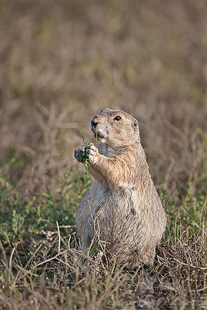 017_Black-Tailed Prairie Dog (Cynomys ludovicianus)_ND