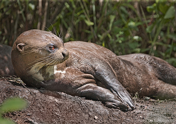 047_Giant otter 4_Pantanal_Brazil
