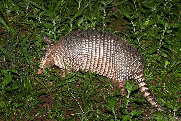 065 Nine-banded Armadillo (Dasypus novemcinctus) - Brazil