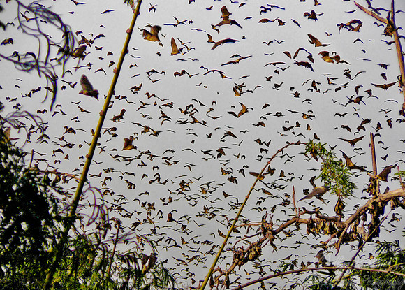 051_Flying Foxes_Ghana