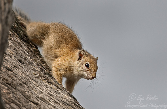 007_African Tree Squirrel (Paraxerus cepapi)_Madikwe_S Africa