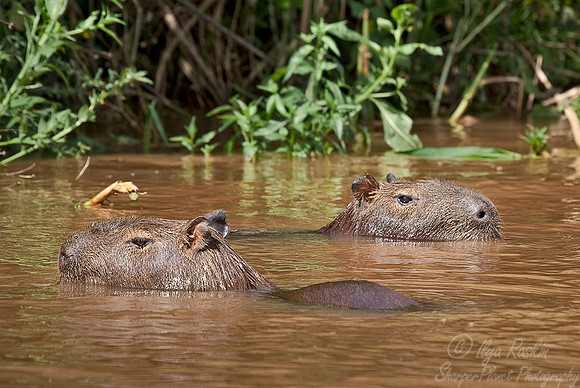 035_Capybaras 3_Pantanal_Brazil