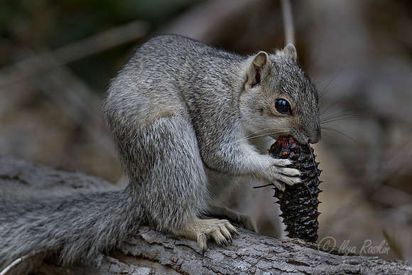 089 Delmarva Fox Squirrel (Sciurus niger cinereus) - VA
