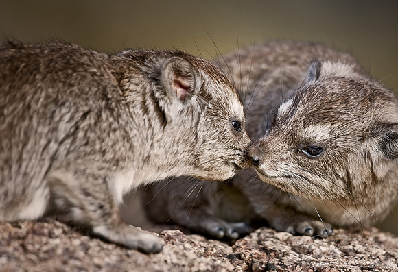 044_Hyrax_Tanzania