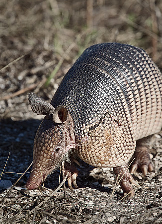 053 Nine-banded Armadillo (Dasypus novemcinctus) FL